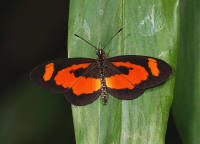 Acraea bonasia 7657 001a small1 - Learn Butterflies